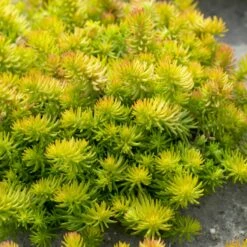 Plant Finder Shop -Plant Finder Shop sedum angelina groundcover 1
