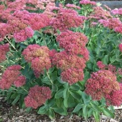 Plant Finder Shop -Plant Finder Shop sedum autumn fire stonecrop whol