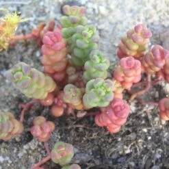 Plant Finder Shop -Plant Finder Shop sedum globosum old mans bones 1