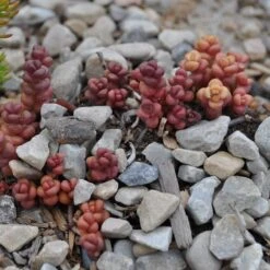 Old Man's Bones Sedum -Plant Finder Shop sedum globosum old mans bones growing 1