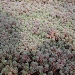 Plant Finder Shop -Plant Finder Shop sedum hispanicum v minus purpurea old mans bones