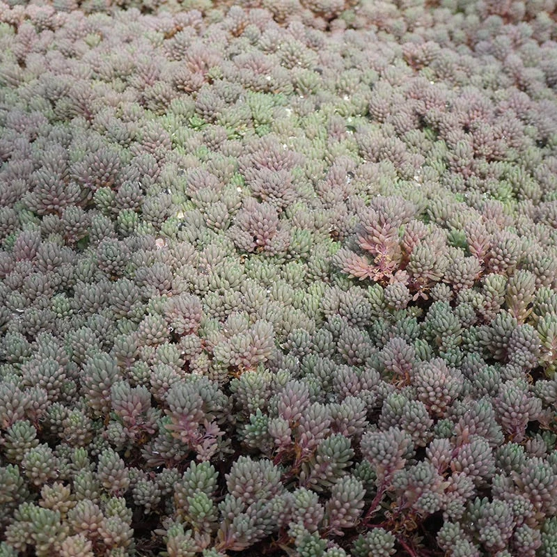 Purple Form Creeping Sedum 4 Purple Form Creeping Sedum - Image 2