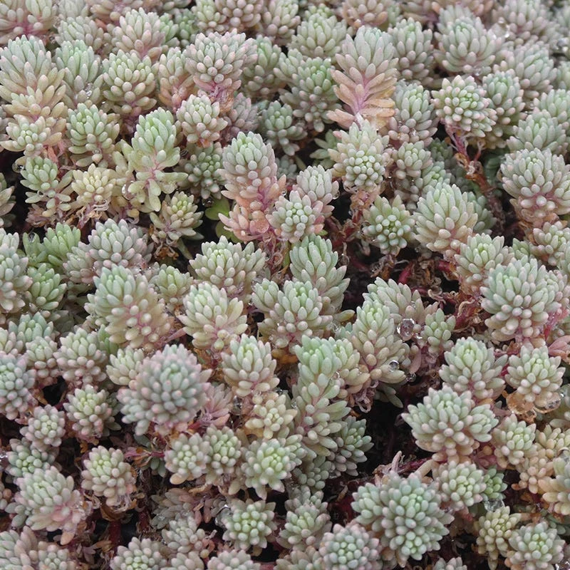 Purple Form Creeping Sedum 3 Purple Form Creeping Sedum
