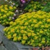 Orange Stonecrop 1 Orange Stonecrop -Plant Finder Shop sedum kamtschaticum 1