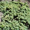 Gray Sedum