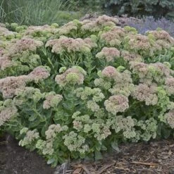 Autumn Fire Sedum -Plant Finder Shop sedum autumn fire whole plant e