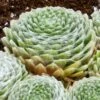 Cobweb Hens And Chicks -Plant Finder Shop sempervivum arachnoideum 3 2