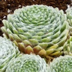 FireSmart Collection - Zone 1 -Plant Finder Shop sempervivum arachnoideum 3 2 1
