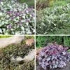 Dry Shade Groundcover Collection 1 Dry Shade Groundcover Collection -Plant Finder Shop shade drought resistant groundco