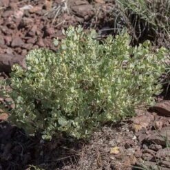 Shadscale Saltbush -Plant Finder Shop shadscale saltbush 3