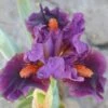 Sharp Dressed Boy Dwarf Bearded Iris