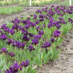 Sharp Dressed Boy Dwarf Bearded Iris -Plant Finder Shop sharp dressed boy bi 3
