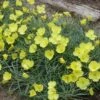Shimmer Evening Primrose 2 Shimmer Evening Primrose -Plant Finder Shop shimmer evening primrose 1