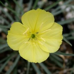 Shimmer Evening Primrose 6 Shimmer Evening Primrose -Plant Finder Shop shimmer evening primrose 2