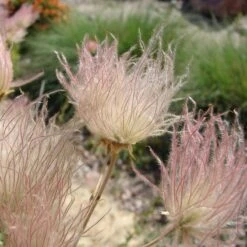 Apache Plume (Fallugia) -Plant Finder Shop shutterstock apache plume fallug 1