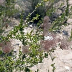 Apache Plume (Fallugia) -Plant Finder Shop shutterstock apache plume fallug 2