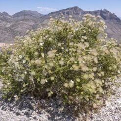 Apache Plume (Fallugia) -Plant Finder Shop shutterstock apache plume fallug 3