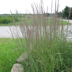 Sideoats Grama Grass -Plant Finder Shop side oatds grama grass bouteloua curtipendula 2