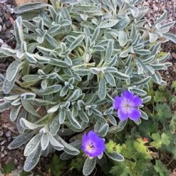 Sarada's™ Greek Mountain Tea -Plant Finder Shop sideritis syriaca 4