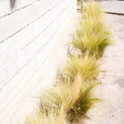 Silky Thread Grass 12 Silky Thread Grass -Plant Finder Shop silky thread grass 4