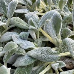 Silver Carpet Lamb's Ear 8 Silver Carpet Lamb's Ear -Plant Finder Shop silver carpet lambsear 1