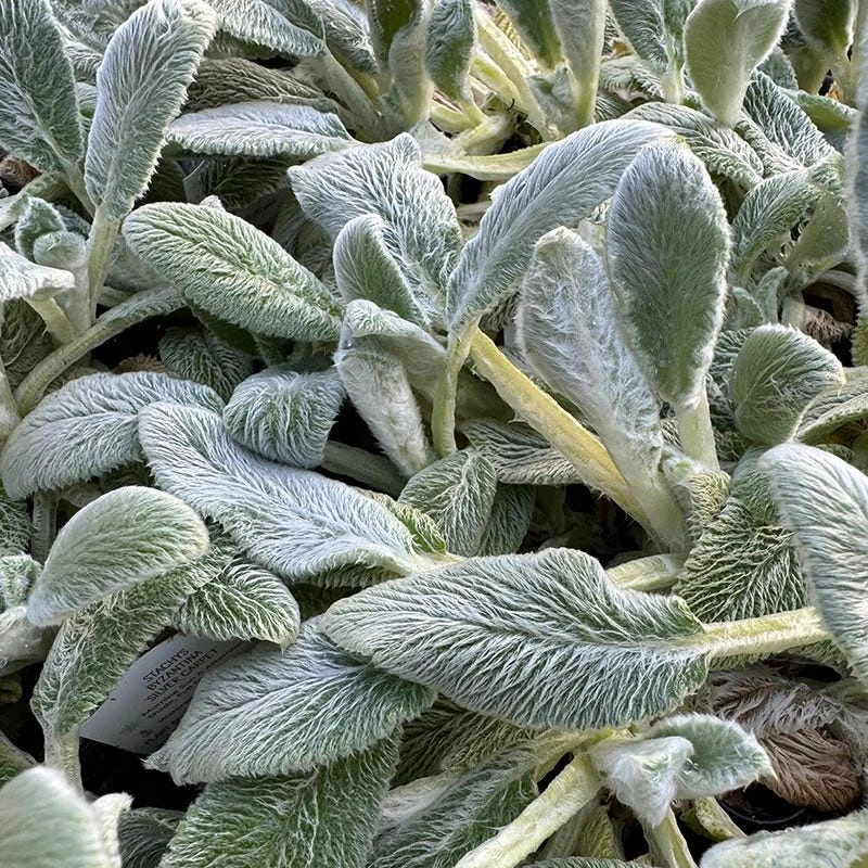 Silver Carpet Lamb's Ear 5 Silver Carpet Lamb's Ear - Image 3