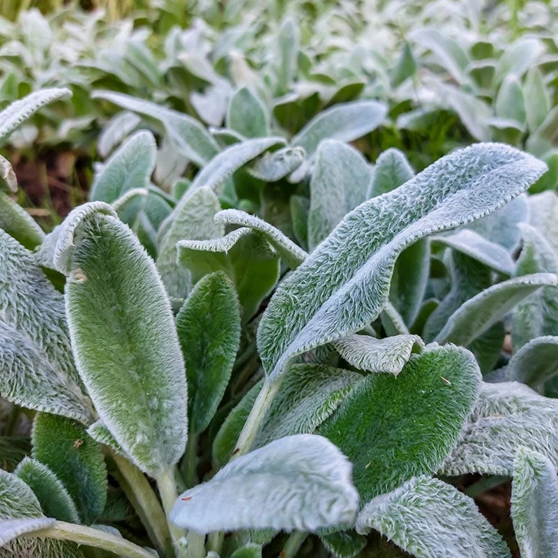 Silver Carpet Lamb's Ear 6 Silver Carpet Lamb's Ear - Image 4