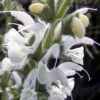Silver Salvia 1 Silver Salvia -Plant Finder Shop silver sage 1