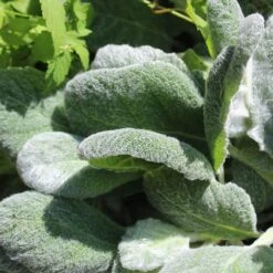 Silver Salvia -Plant Finder Shop silver sage 4