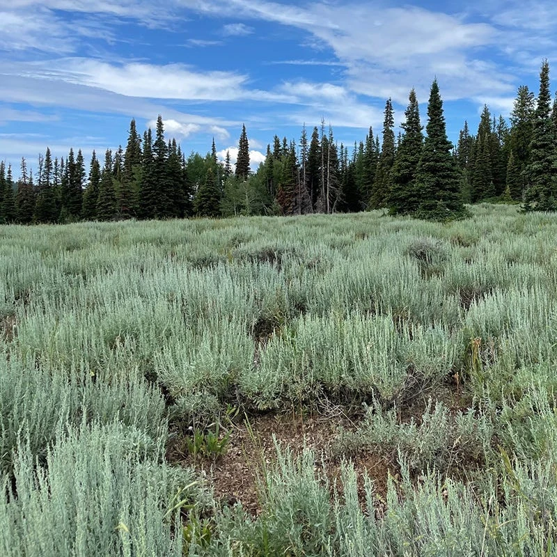 Silver Sagebrush 4 Silver Sagebrush - Image 2