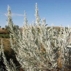 Silver Sagebrush 7 Silver Sagebrush -Plant Finder Shop silver sagebrush 2 sq