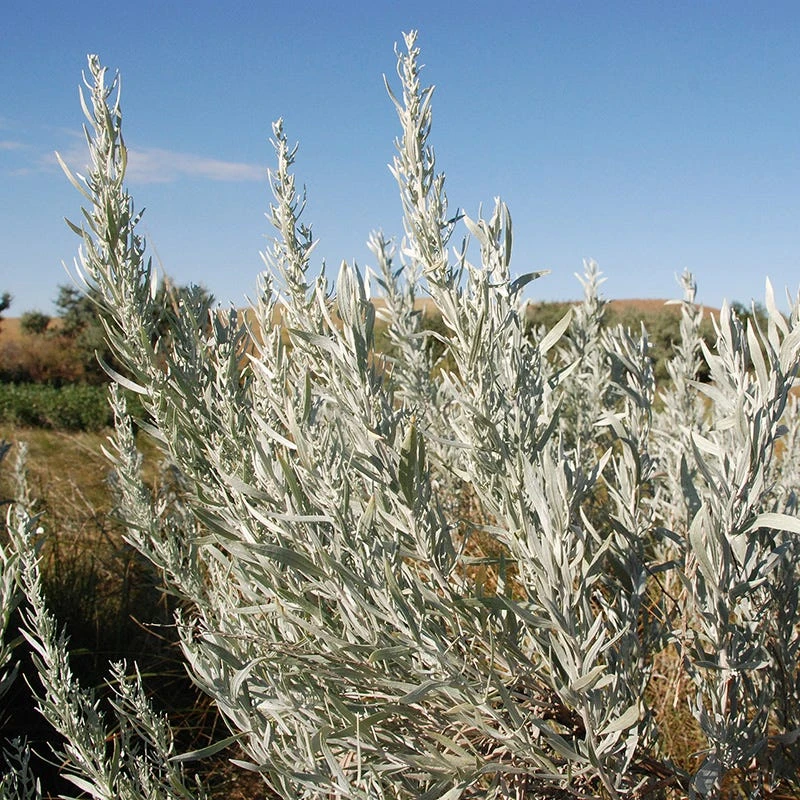 Silver Sagebrush 5 Silver Sagebrush - Image 3