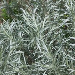 Colorado Perennial Collection -Plant Finder Shop silver sagebrush sq 1