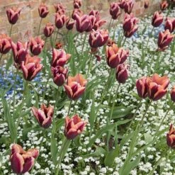 The Sky's The Limit Bulb Collection -Plant Finder Shop slawa triumph tulip sq