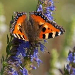 Blue Hyssop (Hyssopus) -Plant Finder Shop small tortoiseshell butterfly aglais urticae hyssop hyssopus 1