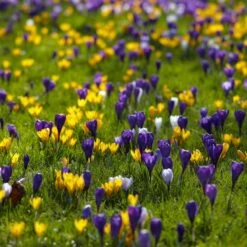 Snow Crocus Mix -Plant Finder Shop snow crocus mix lawn