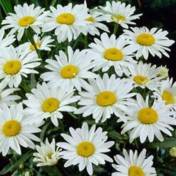 Snowcap Shasta Daisy -Plant Finder Shop snowcap shasta daisy 3