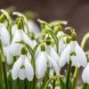 Snowdrops -Plant Finder Shop snowdrops green white 530249788 cropped