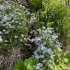 SNOWMASS® Phlox -Plant Finder Shop snowmass phlox bifida 2