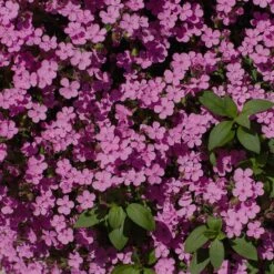 Saponaria Ocymoides 8 Saponaria Ocymoides -Plant Finder Shop soapwort saponaria ocymoides 3