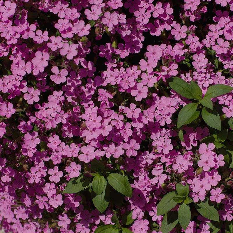 Saponaria Ocymoides 5 Saponaria Ocymoides - Image 3