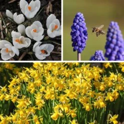 Soft Colors Garden Bulb Collection -Plant Finder Shop soft colors garden bulb coll 1 11 24 10px