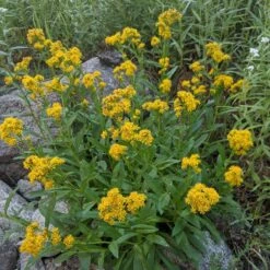 Rocky Mountain Goldenrod (Solidago) 9 Rocky Mountain Goldenrod (Solidago) -Plant Finder Shop solidago multiradiata 3