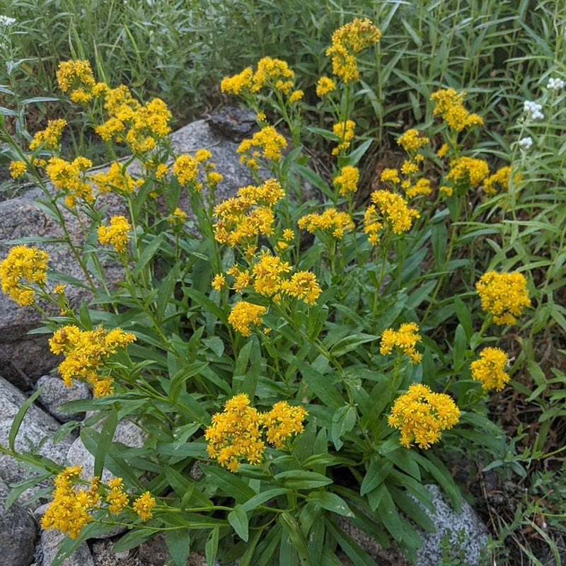 Rocky Mountain Goldenrod (Solidago) 6 Rocky Mountain Goldenrod (Solidago) - Image 4