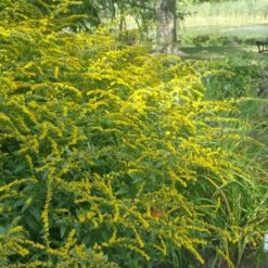 Summer Dreams Pre-Planned Garden -Plant Finder Shop solidago fireworks cropped 2