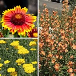 Some Like It Hot Collection -Plant Finder Shop some like it hot coll 10 15 24