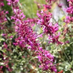 SONORAN SUNSET® Agastache -Plant Finder Shop sonoran sunset 2