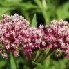 Soulmate Swamp Milkweed -Plant Finder Shop soulmate milkweed asclepias incarnata