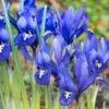 Dark Blue Specie Iris (Mini Iris)
