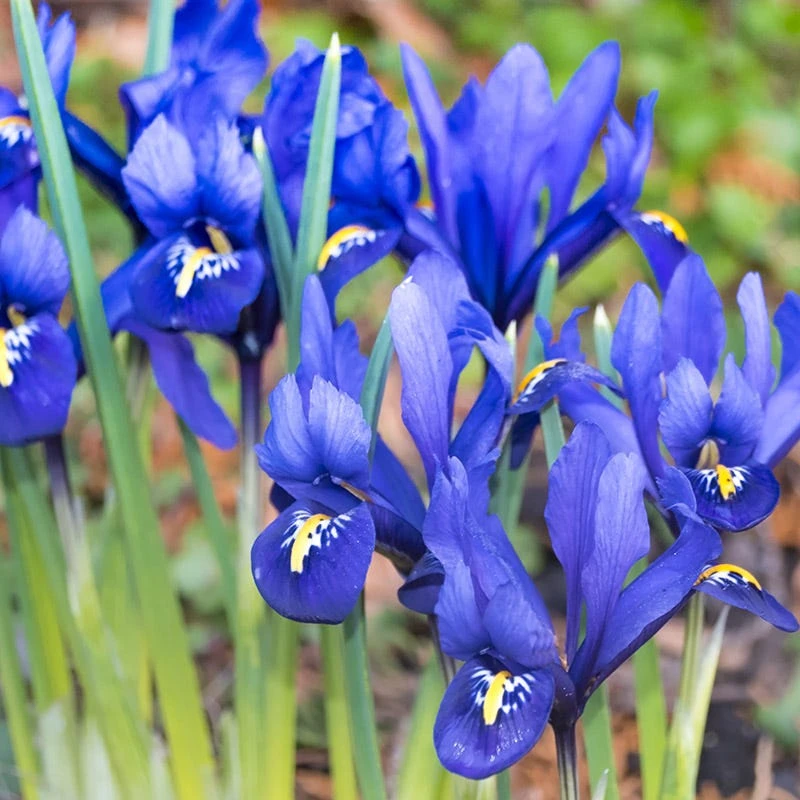 Dark Blue Specie Iris (Mini Iris) 3 Dark Blue Specie Iris (Mini Iris)